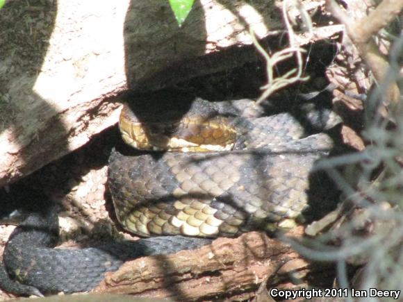 Eastern Cottonmouth (Agkistrodon piscivorus piscivorus)