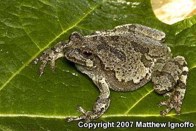 Cope's Gray Treefrog (Hyla chrysoscelis)