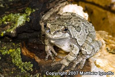 Cope's Gray Treefrog (Hyla chrysoscelis)