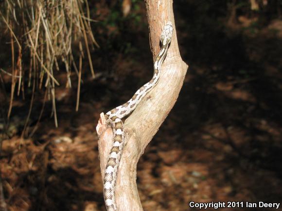 Yellow Ratsnake (Pantherophis obsoletus quadrivittatus)