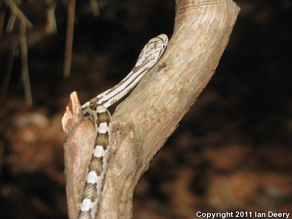 Yellow Ratsnake (Pantherophis obsoletus quadrivittatus)