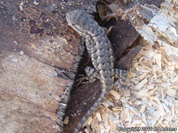 Western Fence Lizard (Sceloporus occidentalis)