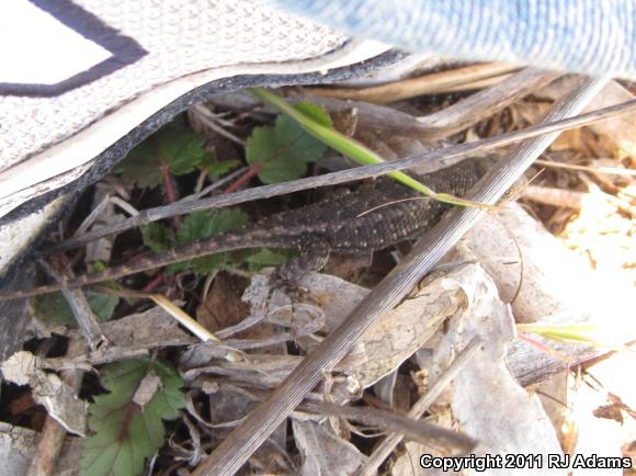 Western Fence Lizard (Sceloporus occidentalis)