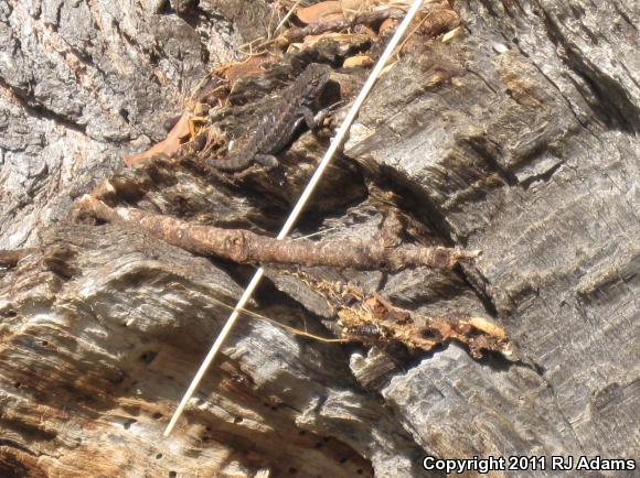 Western Fence Lizard (Sceloporus occidentalis)