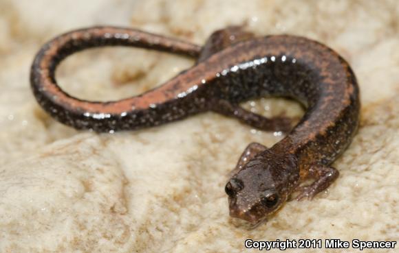 Southern Red-backed Salamander (Plethodon serratus)