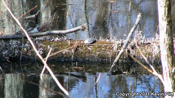 Spotted Turtle (Clemmys guttata)