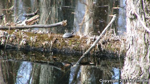 Spotted Turtle (Clemmys guttata)