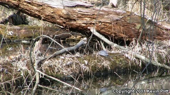 Spotted Turtle (Clemmys guttata)