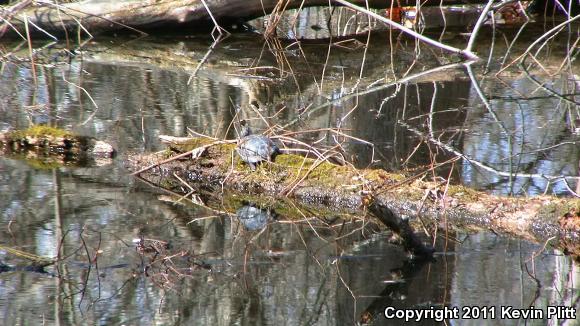 Spotted Turtle (Clemmys guttata)