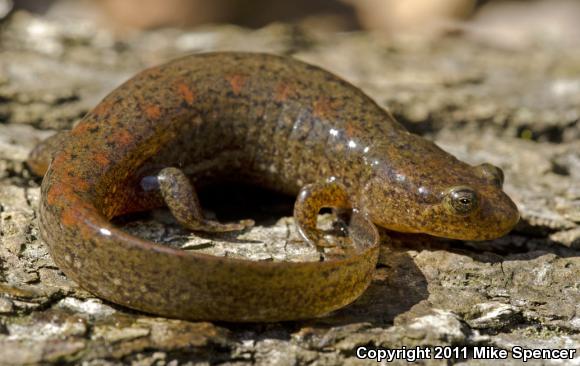 Ouachita Dusky Salamander (Desmognathus brimleyorum)