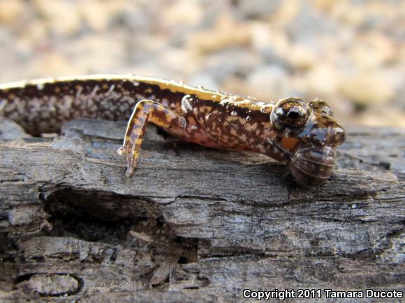 Three-lined Salamander (Eurycea guttolineata)