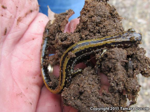 Three-lined Salamander (Eurycea guttolineata)