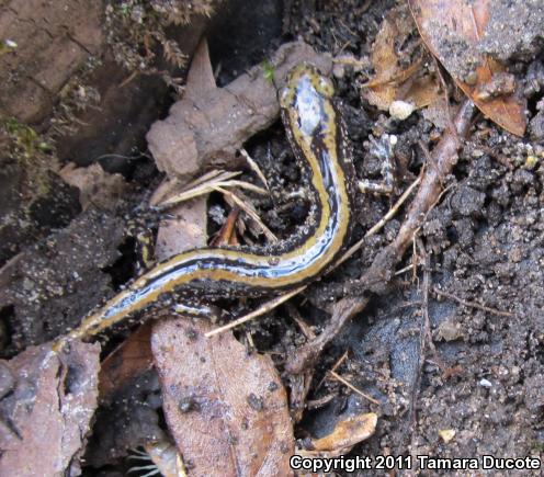 Three-lined Salamander (Eurycea guttolineata)