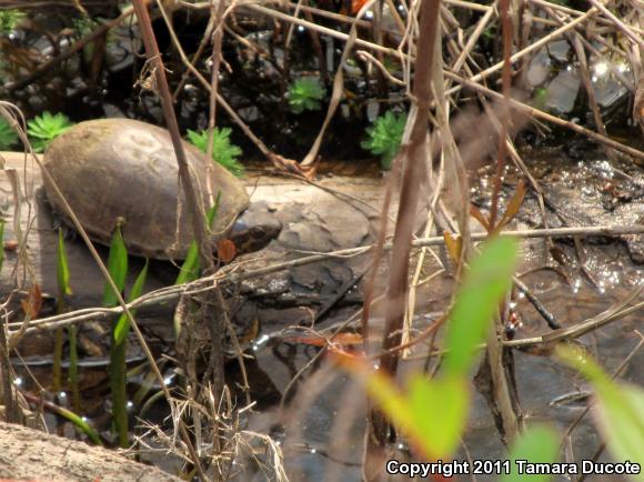 Eastern Mud Turtle (Kinosternon subrubrum subrubrum)