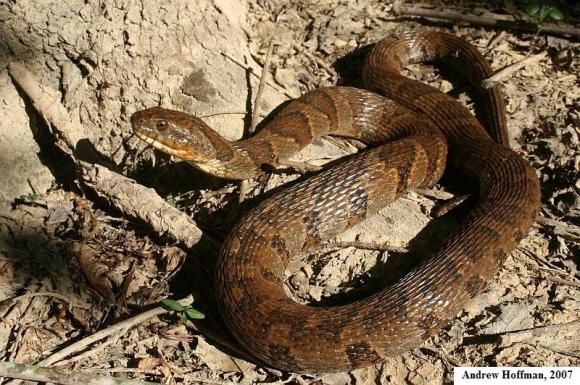 Midland Watersnake (Nerodia sipedon pleuralis)