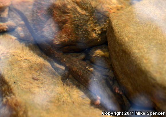 Ouachita Dusky Salamander (Desmognathus brimleyorum)