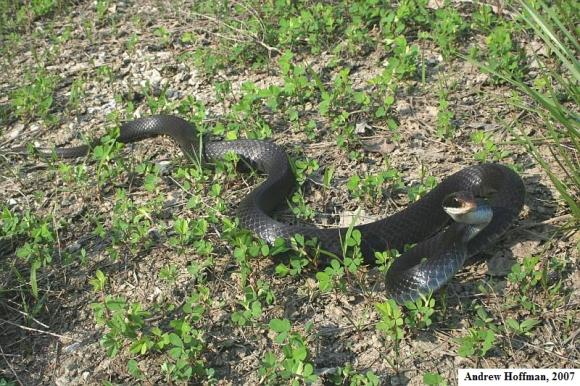 Southern Black Racer (Coluber constrictor priapus)