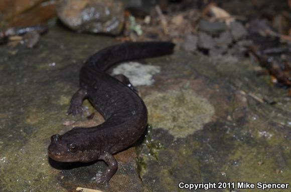 Ouachita Dusky Salamander (Desmognathus brimleyorum)