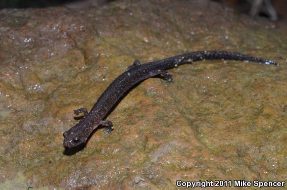 Many-ribbed Salamander (Eurycea multiplicata)