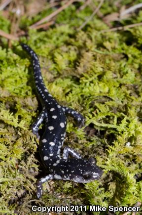 Fourche Mountain Salamander (Plethodon fourchensis)