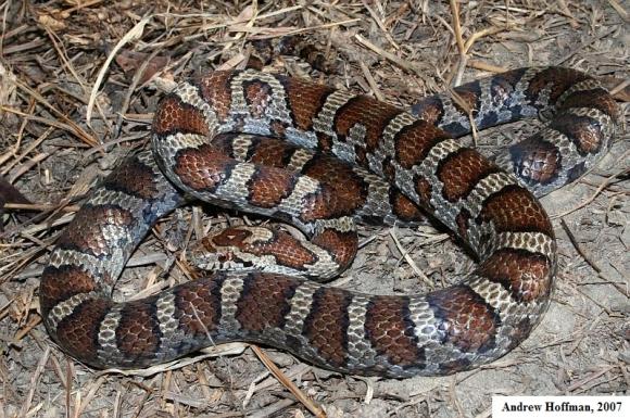 Eastern Milksnake (Lampropeltis triangulum triangulum)