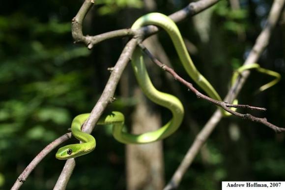 Northern Rough Greensnake (Opheodrys aestivus aestivus)