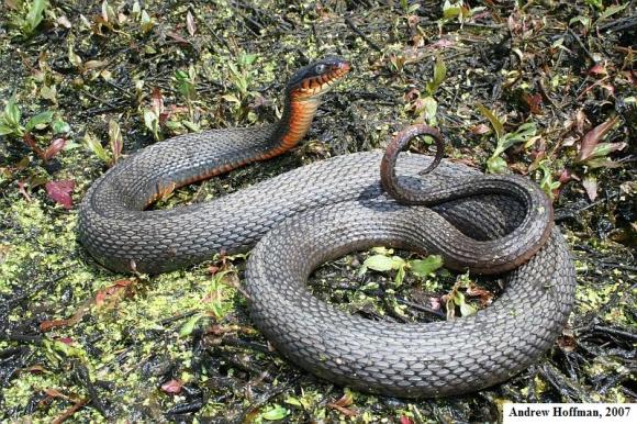 Copper-bellied Watersnake (Nerodia erythrogaster neglecta)