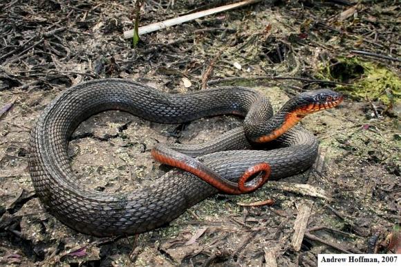 Copper-bellied Watersnake (Nerodia erythrogaster neglecta)