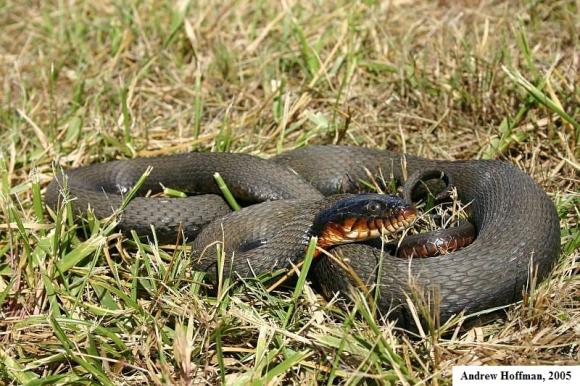 Copper-bellied Watersnake (Nerodia erythrogaster neglecta)