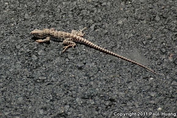 Longnose Leopard Lizard (Gambelia wislizenii)