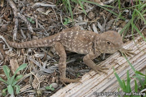 Eastern Collared Lizard (Crotaphytus collaris)