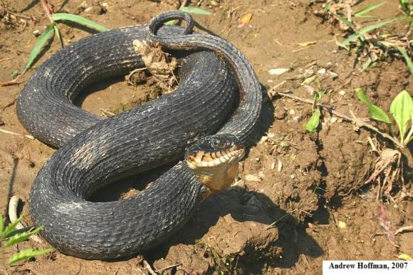 Copper-bellied Watersnake (Nerodia erythrogaster neglecta)