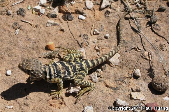 Eastern Collared Lizard (Crotaphytus collaris)