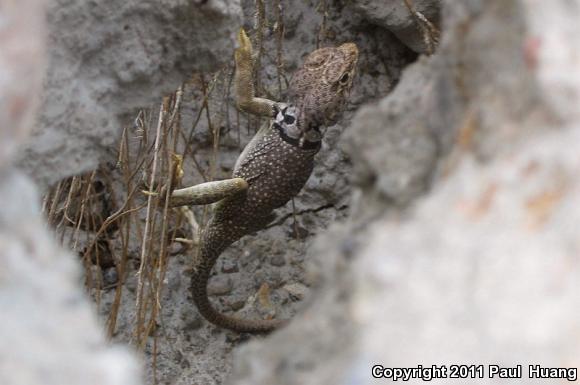 Eastern Collared Lizard (Crotaphytus collaris)
