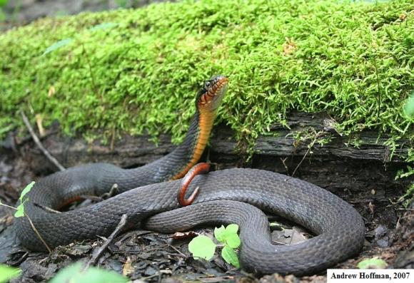 Copper-bellied Watersnake (Nerodia erythrogaster neglecta)