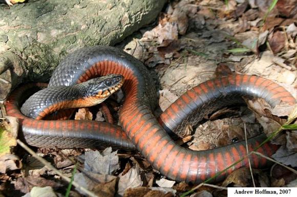 Copper-bellied Watersnake (Nerodia erythrogaster neglecta)