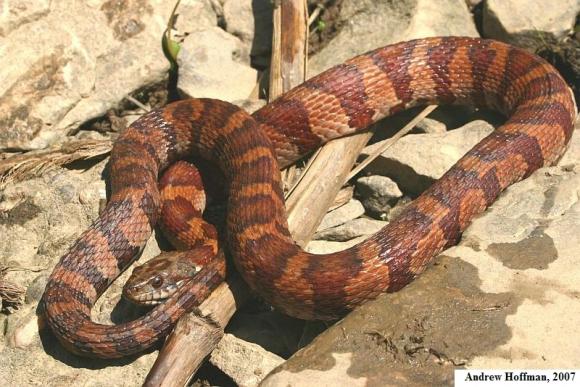 Midland Watersnake (Nerodia sipedon pleuralis)