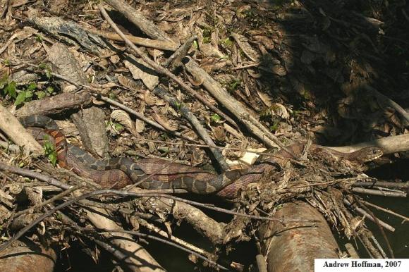 Midland Watersnake (Nerodia sipedon pleuralis)