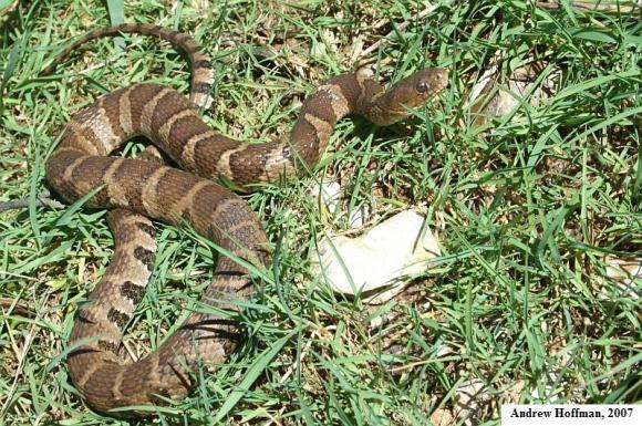 Midland Watersnake (Nerodia sipedon pleuralis)