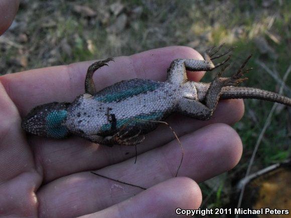 NorthWestern Fence Lizard (Sceloporus occidentalis occidentalis)