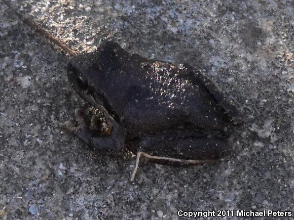 Sierran Treefrog (Pseudacris sierra)