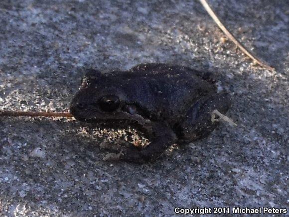 Sierran Treefrog (Pseudacris sierra)