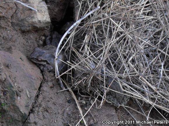 Sierran Treefrog (Pseudacris sierra)