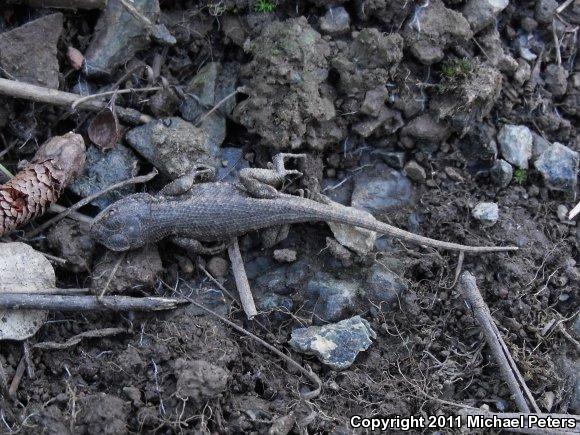 NorthWestern Fence Lizard (Sceloporus occidentalis occidentalis)