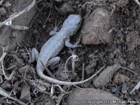 NorthWestern Fence Lizard (Sceloporus occidentalis occidentalis)