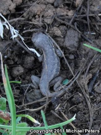 NorthWestern Fence Lizard (Sceloporus occidentalis occidentalis)