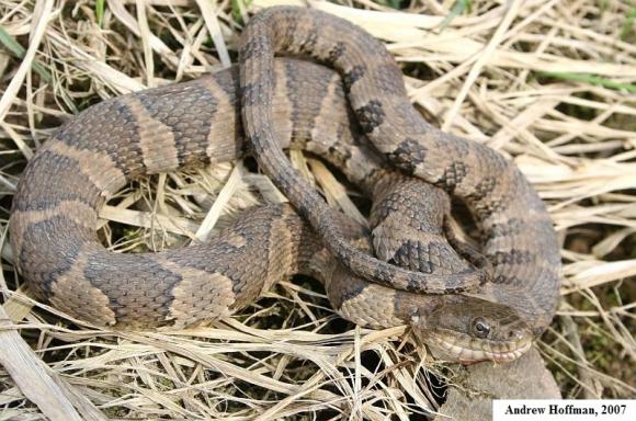 Midland Watersnake (Nerodia sipedon pleuralis)