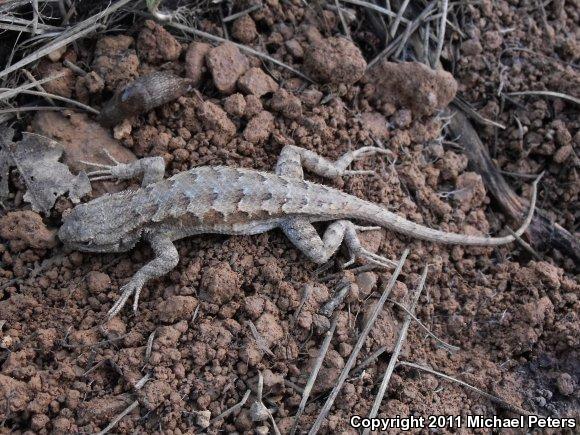 NorthWestern Fence Lizard (Sceloporus occidentalis occidentalis)