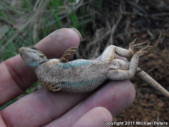 NorthWestern Fence Lizard (Sceloporus occidentalis occidentalis)