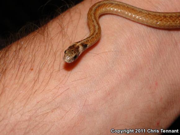 Dekay's Brownsnake (Storeria dekayi)